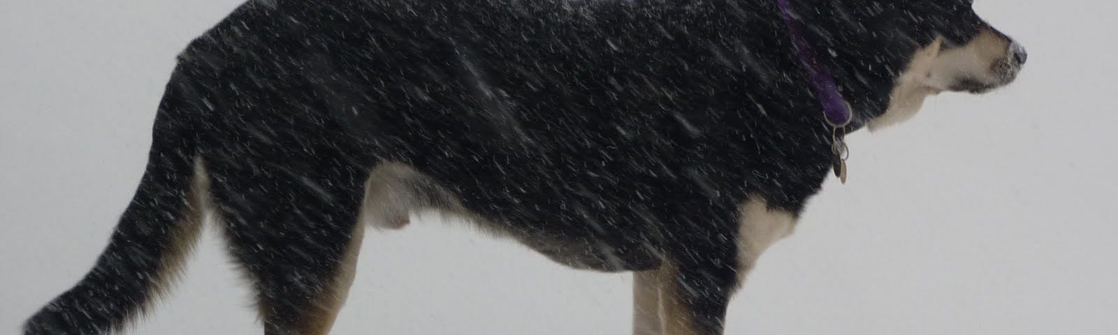 Black and white dog standing in the snow during a snowstorm.