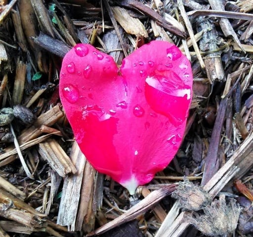 heart shaped rose petal, with water drops, on old mulch