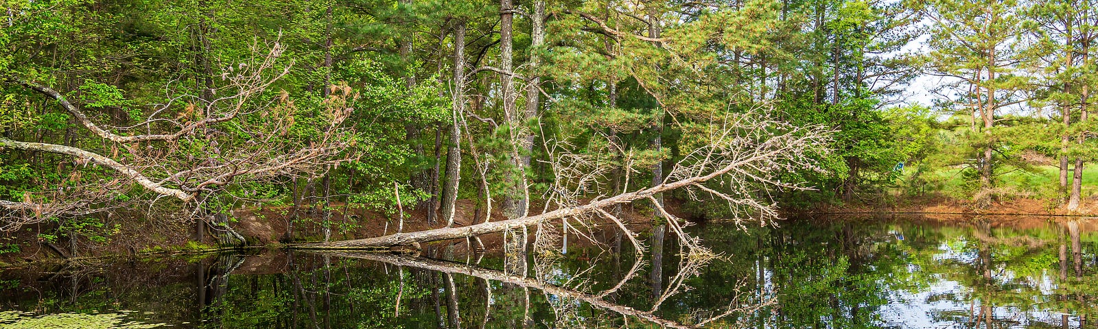 A Fallen Dead Tree reflected in a pond.