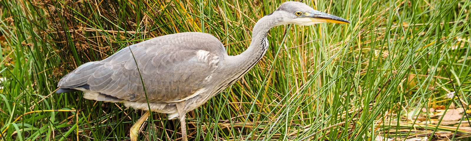 Grey Heron striding beside a riverbank clothed in reeds and marram grass. The water is speckled with autumn leaves.