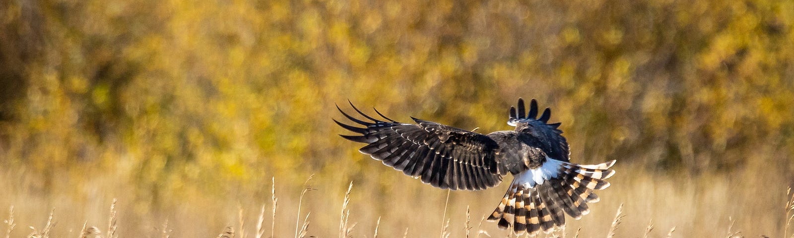 Northern Harrier hunting, descending on a grassy field.