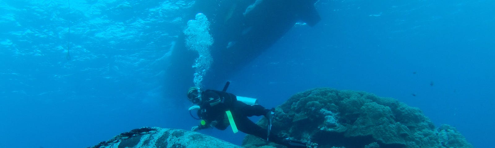 Scuba diving with Potato Cod. Great Barrier Reef