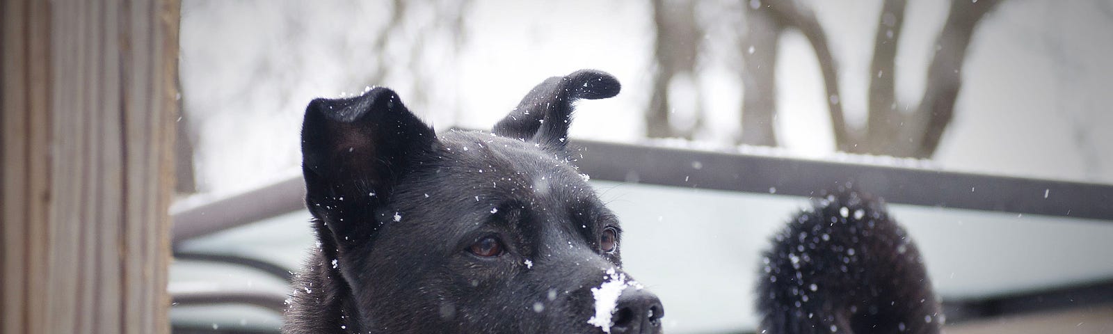 Black chow mix dog stares off in the distance with snow on his nose