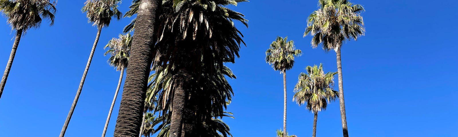 A cluster of palm trees in San Jose, CA.