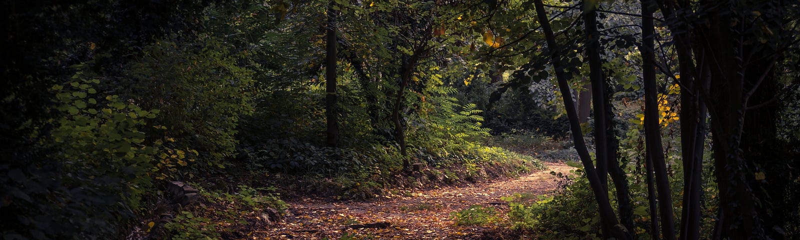 Path through a darkening woodland.