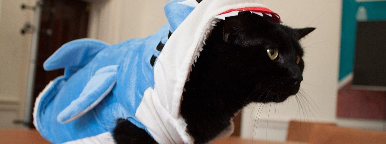 Black cat wearing shark costume