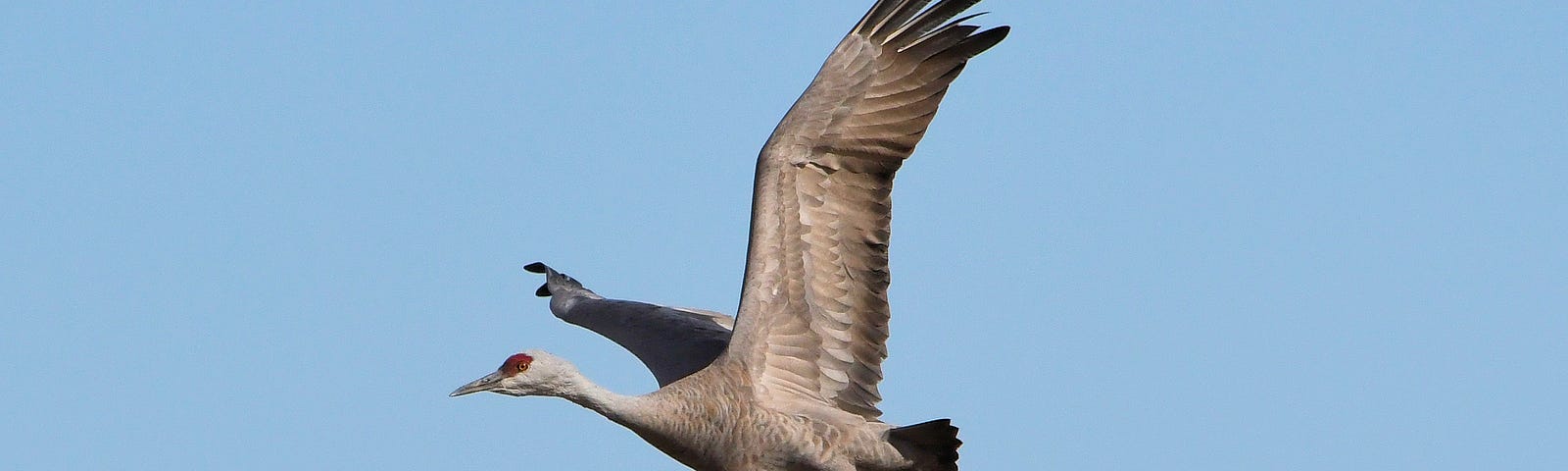 A flying sandhill crane against a blue sky