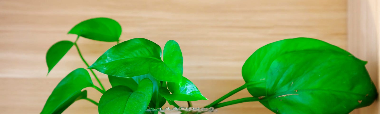 Philodendron cuttings in water to sprout.