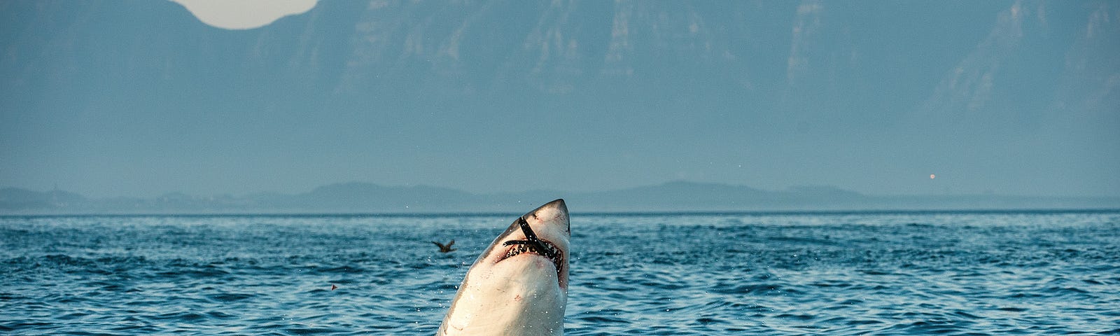 Shark leaping out of the water in Gansbaai South Africa.