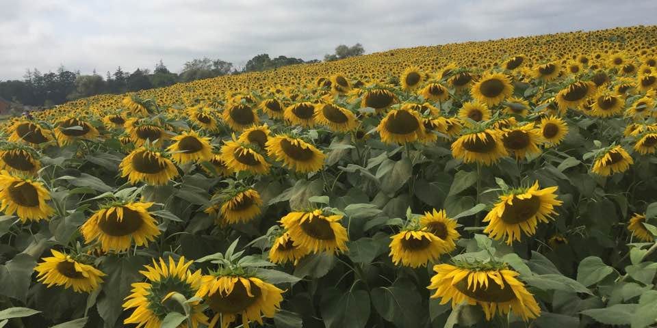 Sunflowers, Colby Farm