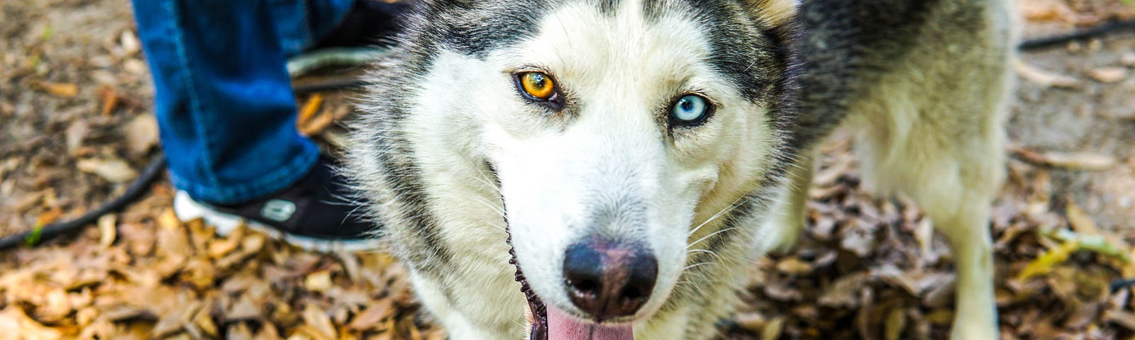 Fluffy black and white dog with upright ears stands on a trail with happy tongue sticking out