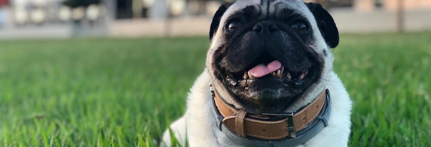 A pug laying on the grass, panting with his tongue out a little.