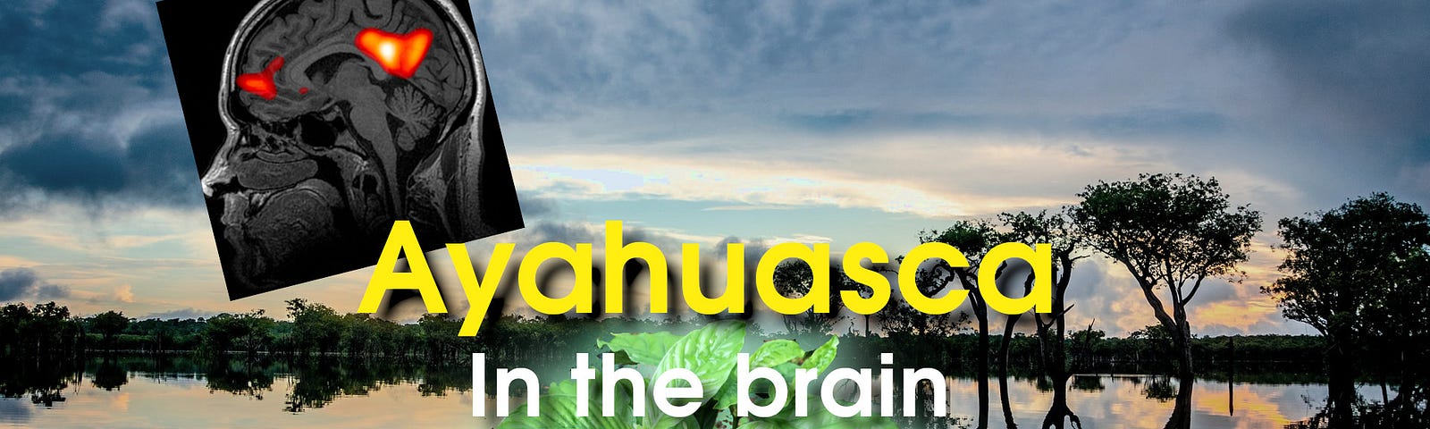 ayahuasca study effects brain
