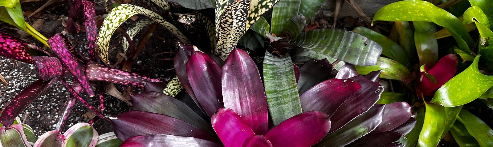 Photo of colorful bromeliads.