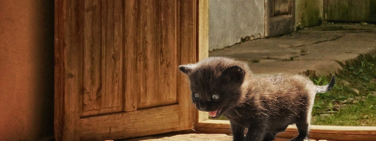 Black kitten sees mouse in barn.