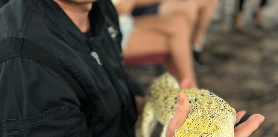 Author holding baby crocodile with people around sit on chair.