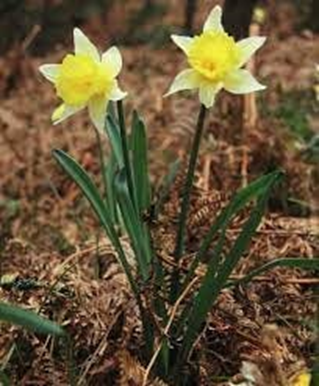 A picture of two yellow daffodils