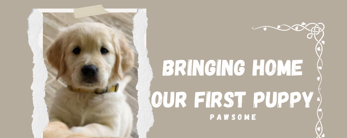 The excitement of bringing home a puppy by Ruchira Parchur in Pawsome