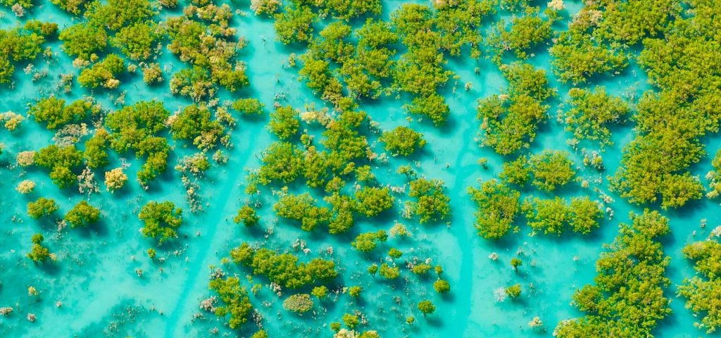 Aerial of mangroves at King Sound, Western Australia by © Ingo Oeland