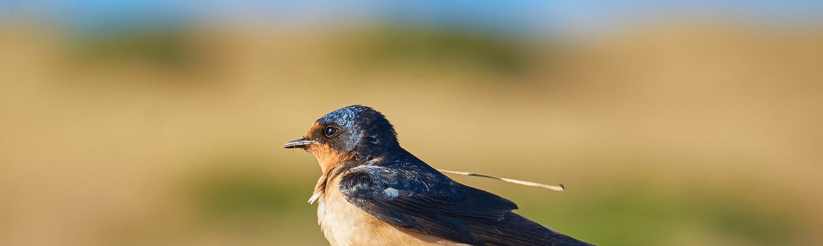 Original photograph of a colorful beautiful barn swallow perched on a rusty metal pyramid post on a sunny day outside on a coastal California hillside carrying straw to build a nest.