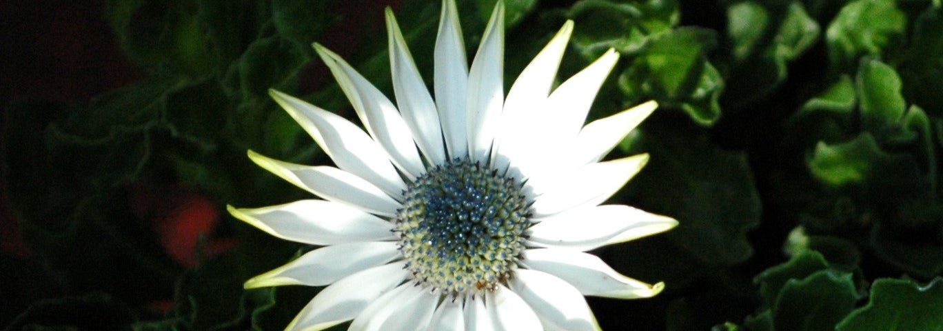 A blue-eyed daisy in white petals under sunlight with green leaves as a backdrop.