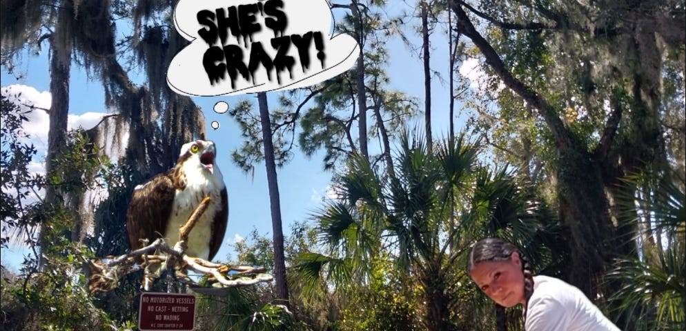 an osprey, an alligator and a woman in a florida park setting as the woman kneels down to pet the giant alligator and the osprey is screaming, “She’s Crazy!”