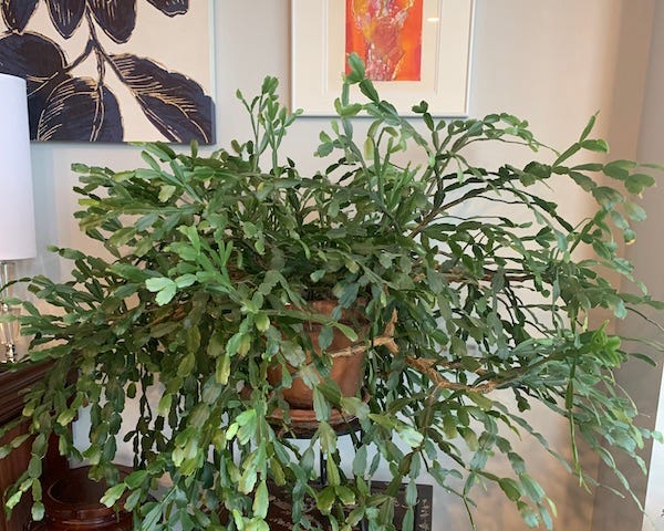 Large Christmas cactus