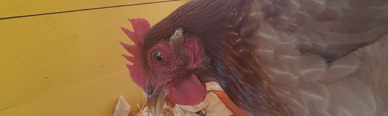 Golden hen looking at brown egg she just laid, in yellow chicken coop.