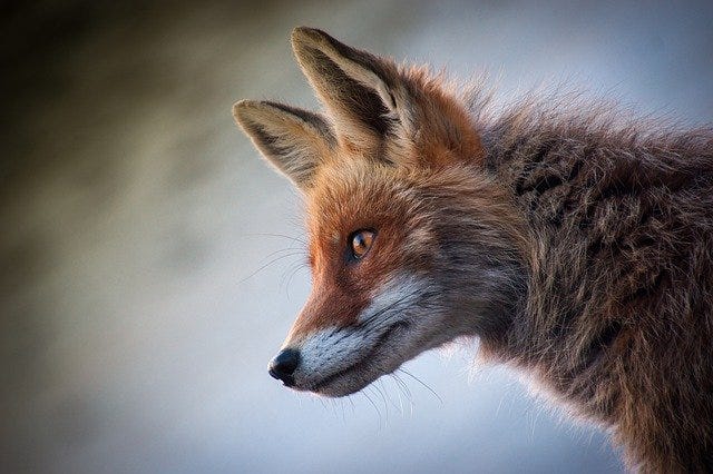 Fox alert, ears pricked