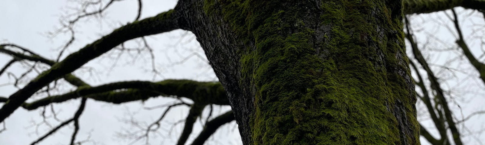 Selective focus photo on upward angle of mossy Maple tree against grey sky, black, naked branches.