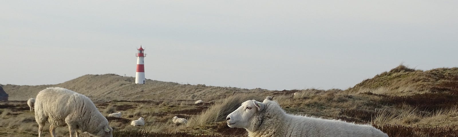 Sheep wondering around a Lighthouse