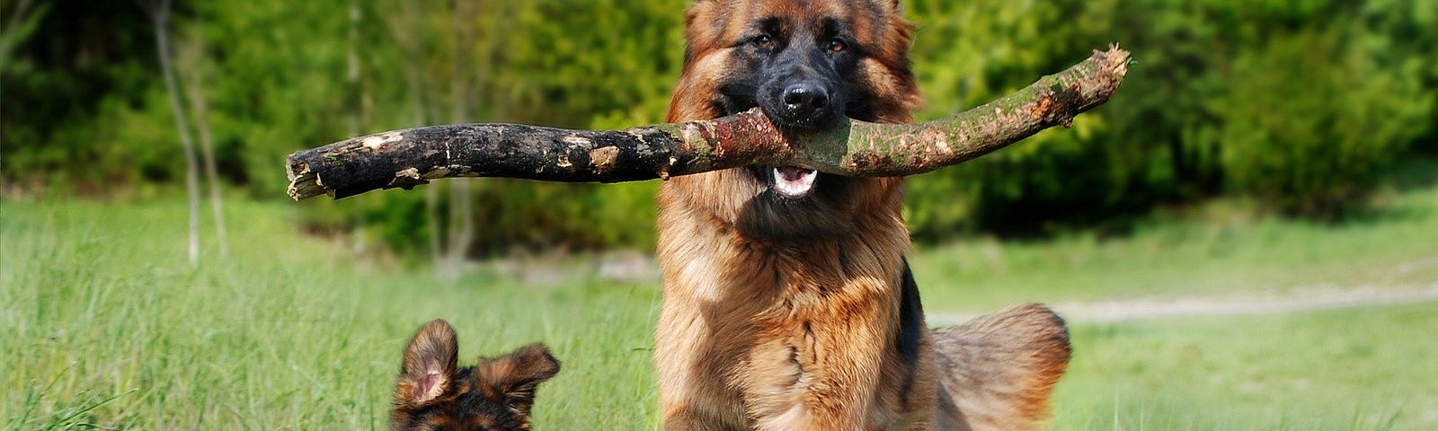 A German Shepherd dog running with a thick branch in its mouth while a German Shepherd puppy runs alongside