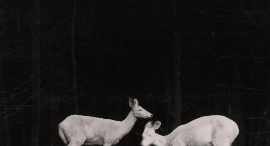Black and white night photo with flashlight of two deers in a wood by George Shiras III
