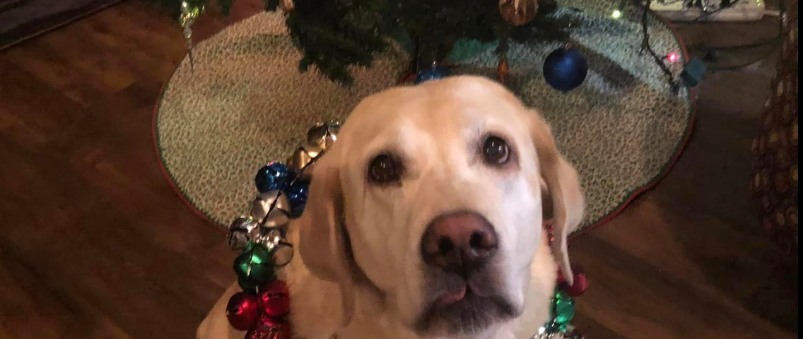 Yellow lab with jingle bells around her neck
