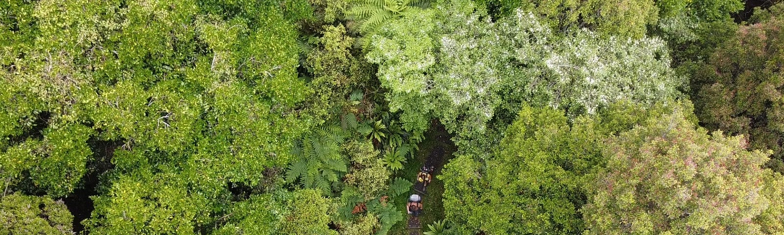 Two people walking through the lush forest.