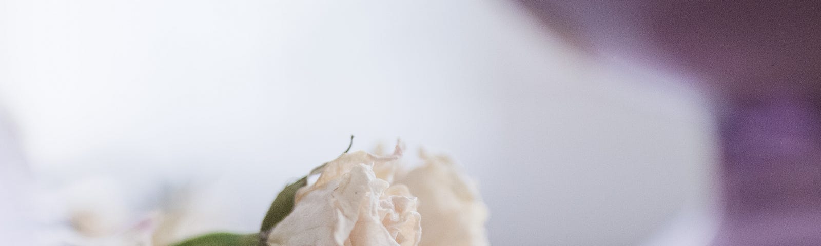 love, two white flowers and a pink vase | still life | © pockett dessert