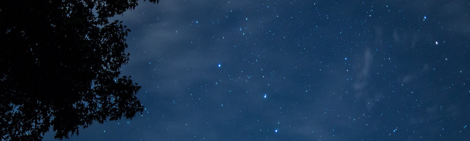 Looking up through trees at a starry sky. Thin hazy clouds in midnight blue.