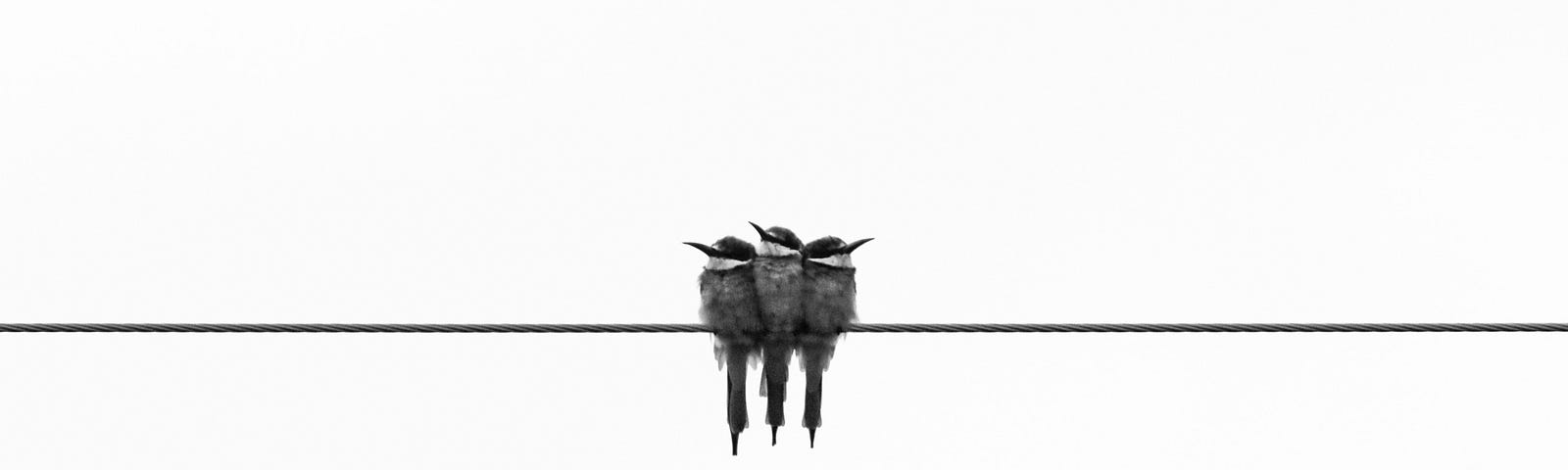 three gray kingfisher birds on a wire