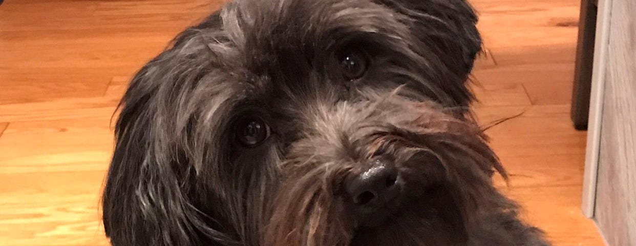 Black Havanese looking at camera with head tilted