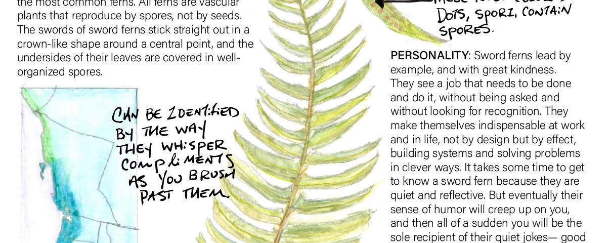 A field guide page for a Sword fern: Sword ferns are an evergreen fern, they lead by example, and with great kindness.