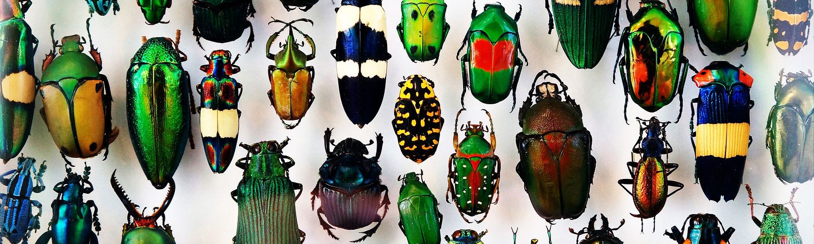 Collection of many different and colourful beetles.