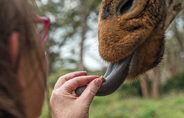 A woman with glasses puts food on a black giraffe tongue