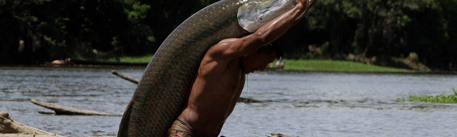 An Amazonian fisherman lifts an immense pirarucu, a symbol of sustainable fishing in the region. Responsible management of this species is crucial for the preservation of aquatic ecosystems and the subsistence of local communities.