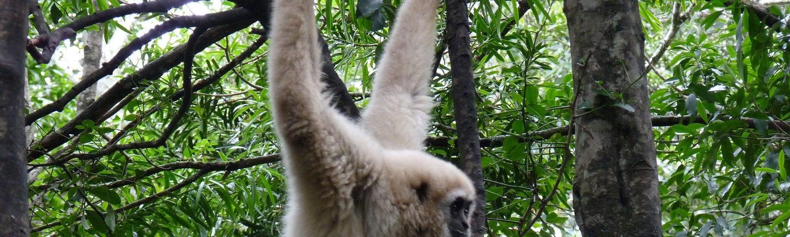 Monkey hanging from a tree, see point 16 for context