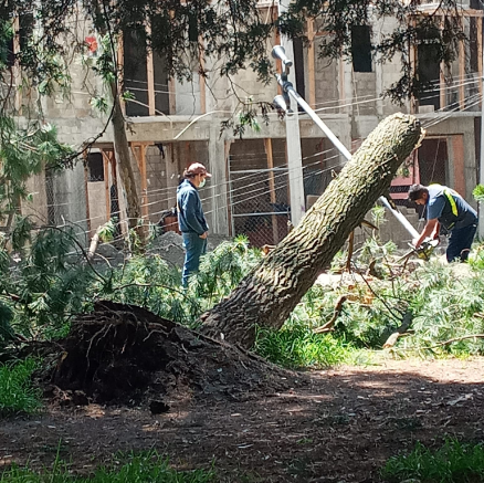 A photo of a tree that has fallen down.