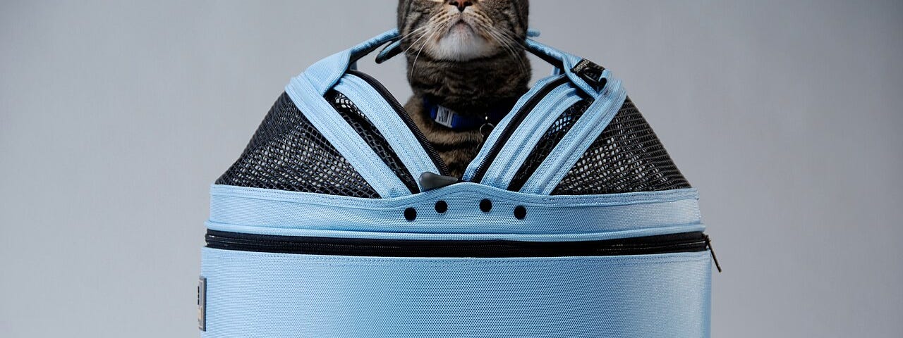 Cat in blue carrier