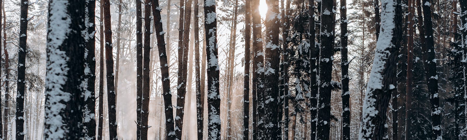 Sun barely peeking through the trees in a snow covered forest.