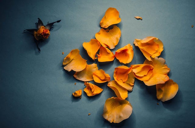 Lessons From The Scattered Rose Petals The rose is not a rose without its Patels by Arbab Z. at medpage medium.com