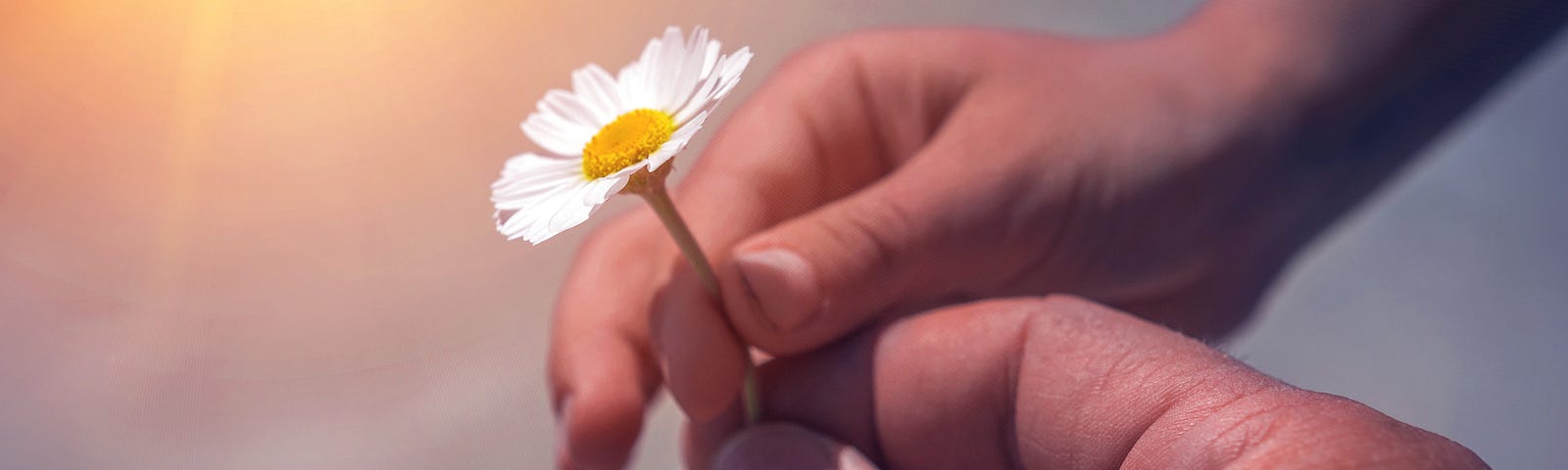 Boy’s hand giving chamomile flower with love at sunset. beautiful background