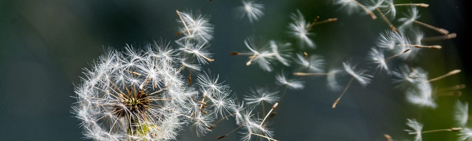 Blown dandelion clock on a blurred background